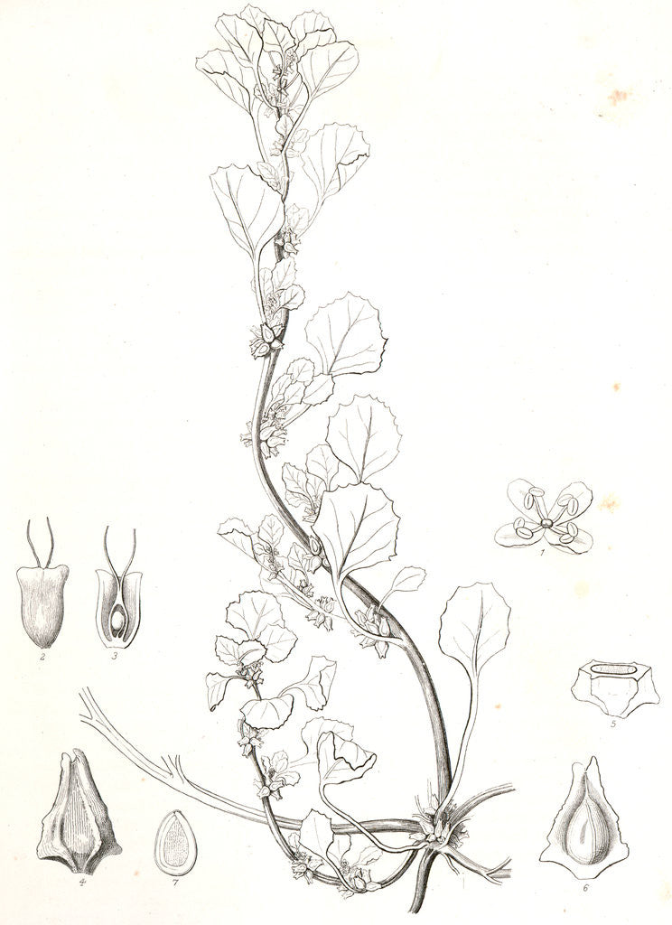 Detail of Untitled by George Suckley