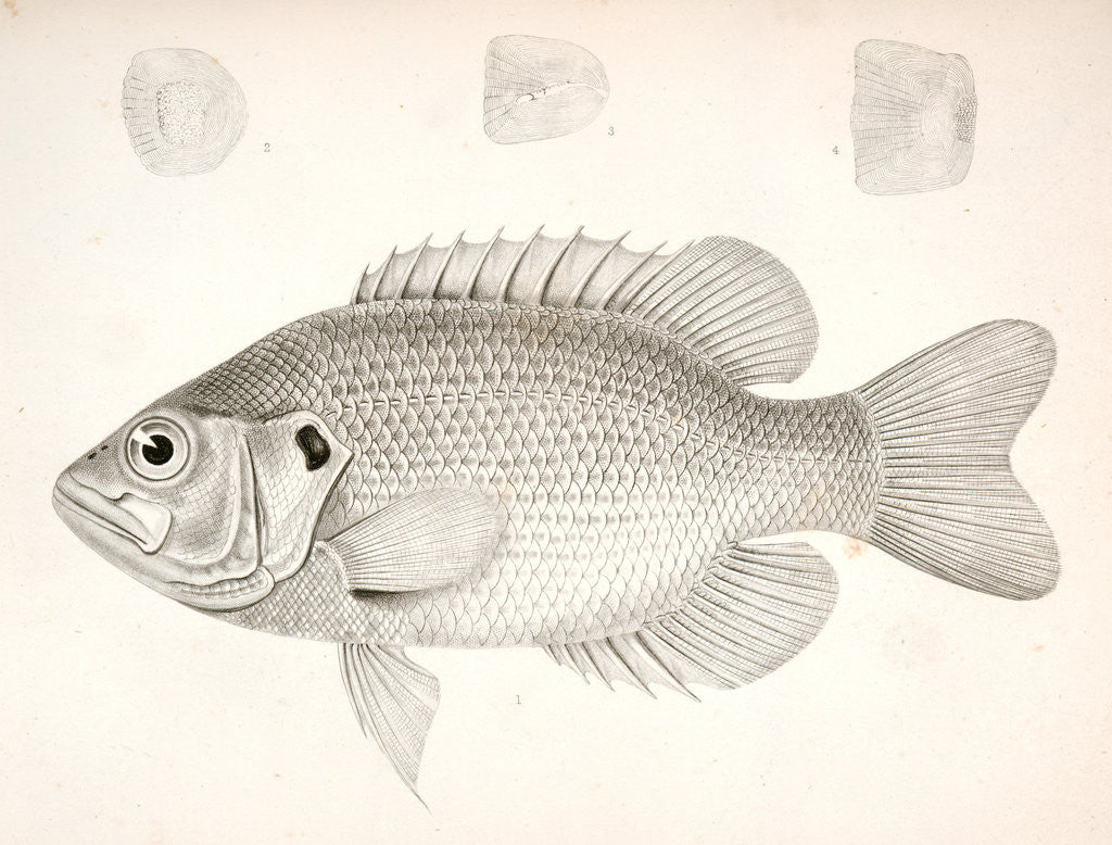 Detail of Ambloplites aeneus, Black Bass, &c by George Suckley