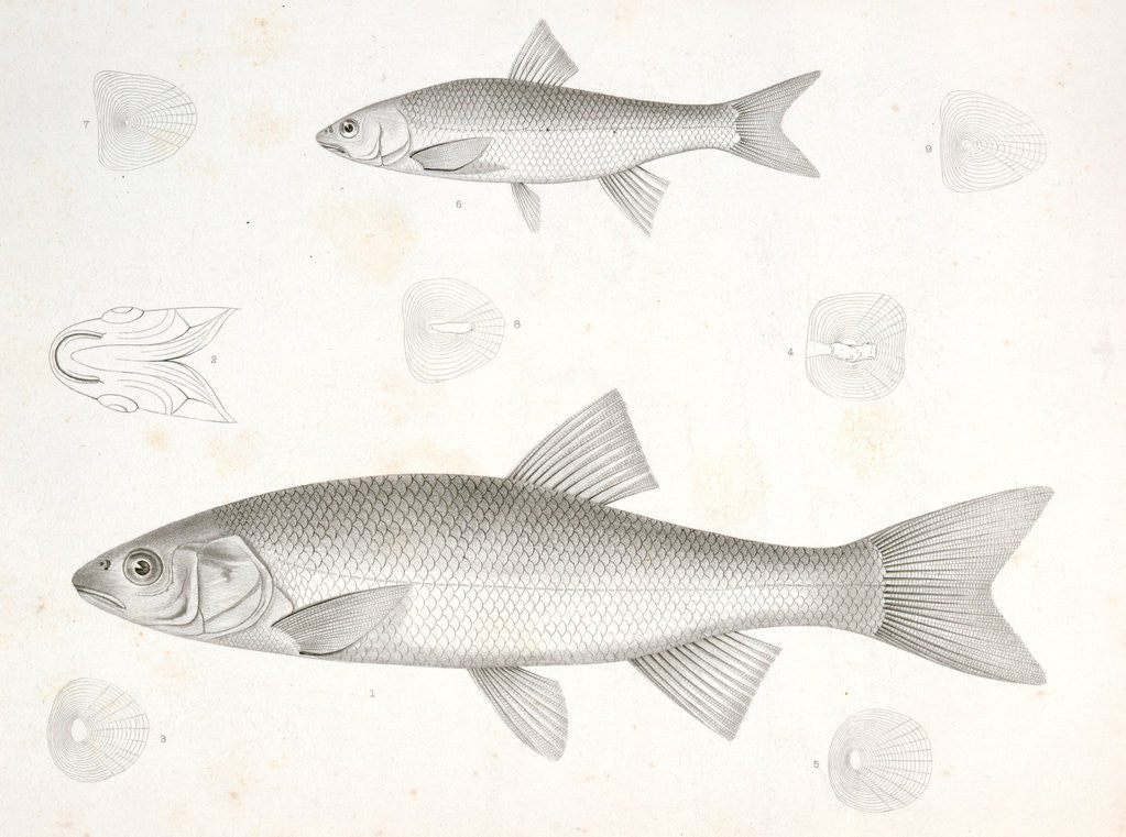 Detail of 1-5. Cheonda cooperi, Vancouver Chub; 6-9. Cyprinoid (undetermined) by George Suckley