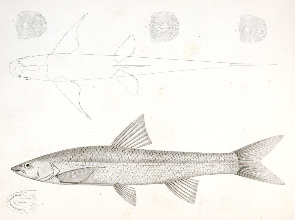 Detail of 1-6. Pogonichthys communis, Nebraska Dace by George Suckley