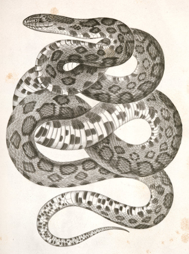 Detail of Scotophis vulpinus, Fox Snake by George Suckley