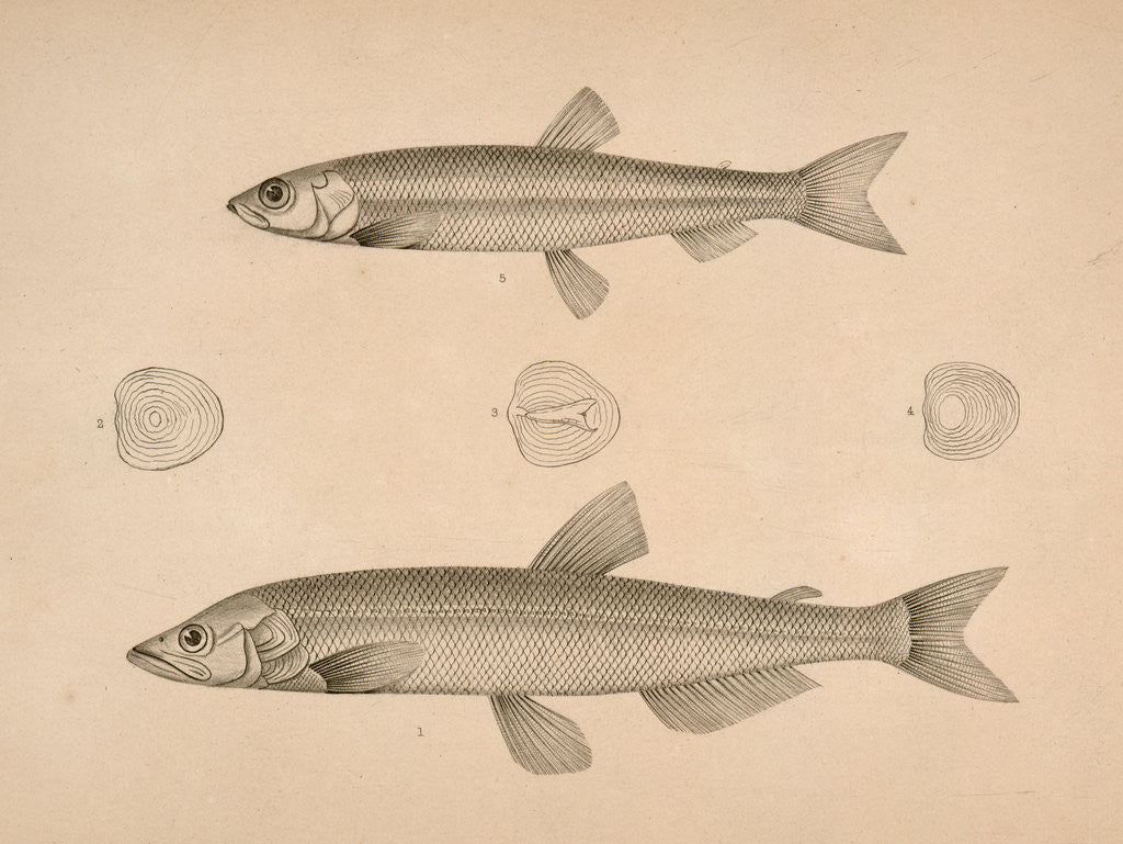 Detail of Fish by George Suckley