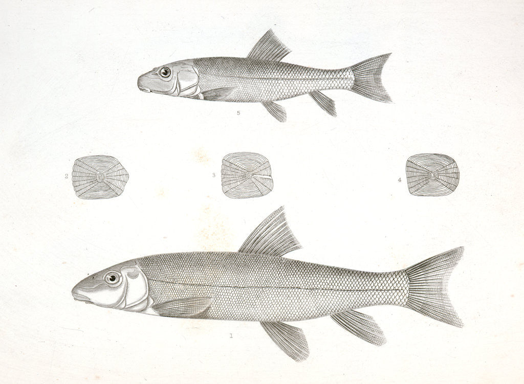 Detail of 1-4. Acomus lactarius, Milk River Sucker; 5. Young of the same by George Suckley