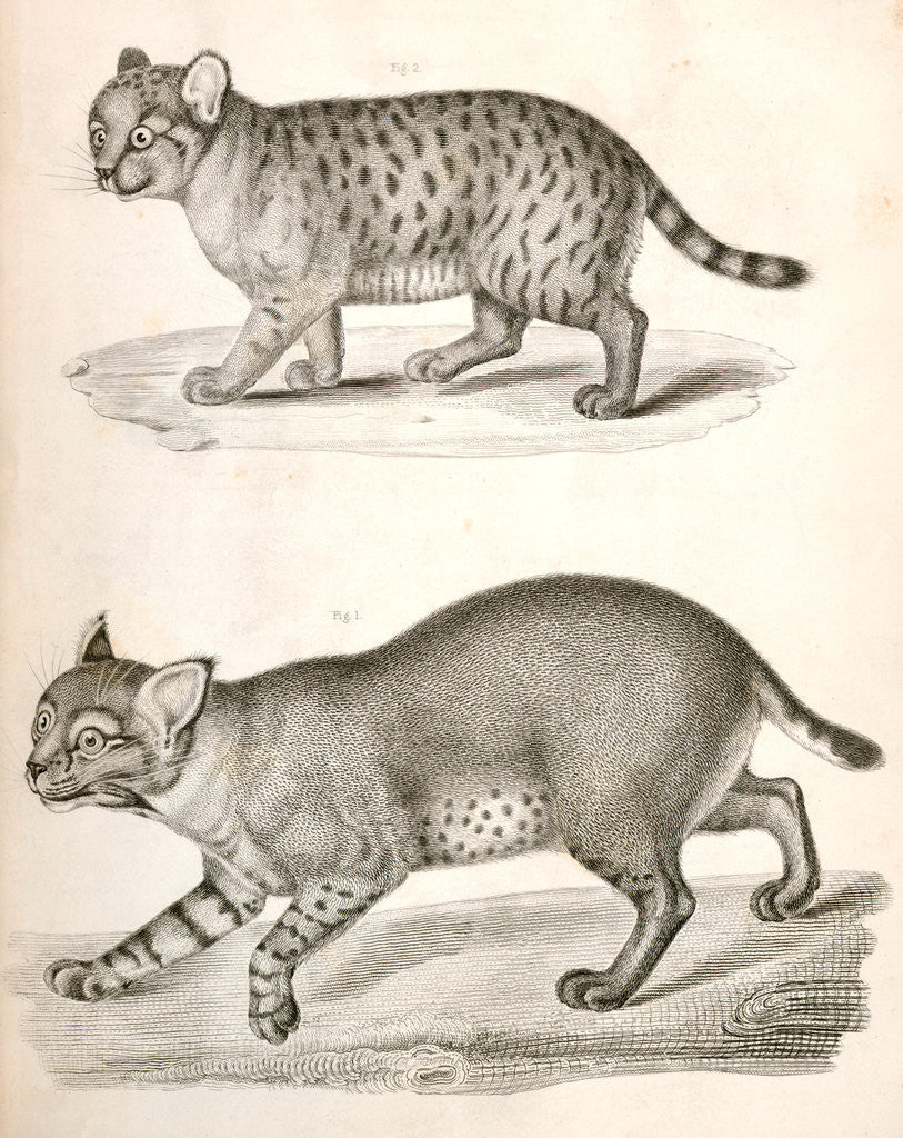 Detail of 1. Red Cat; 2. American Panther by George Suckley