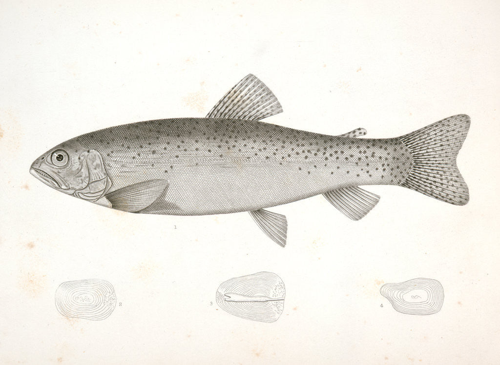 Detail of 1-4. Salar lewisii, Lewis' Missouri Trout by George Suckley