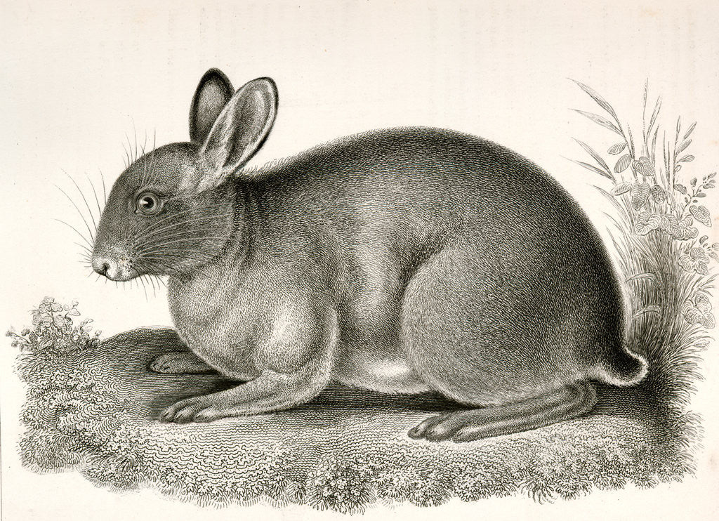 Detail of Lepus washingtonii, Red Rabbit by George Suckley