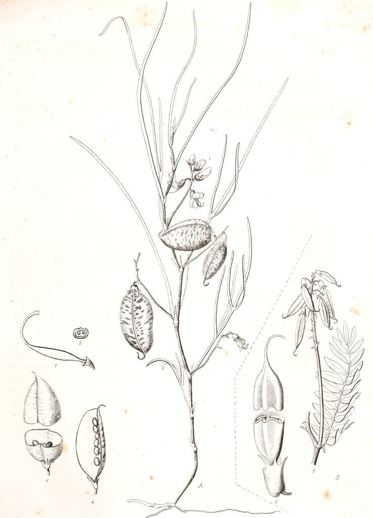 Detail of Untitled by George Suckley