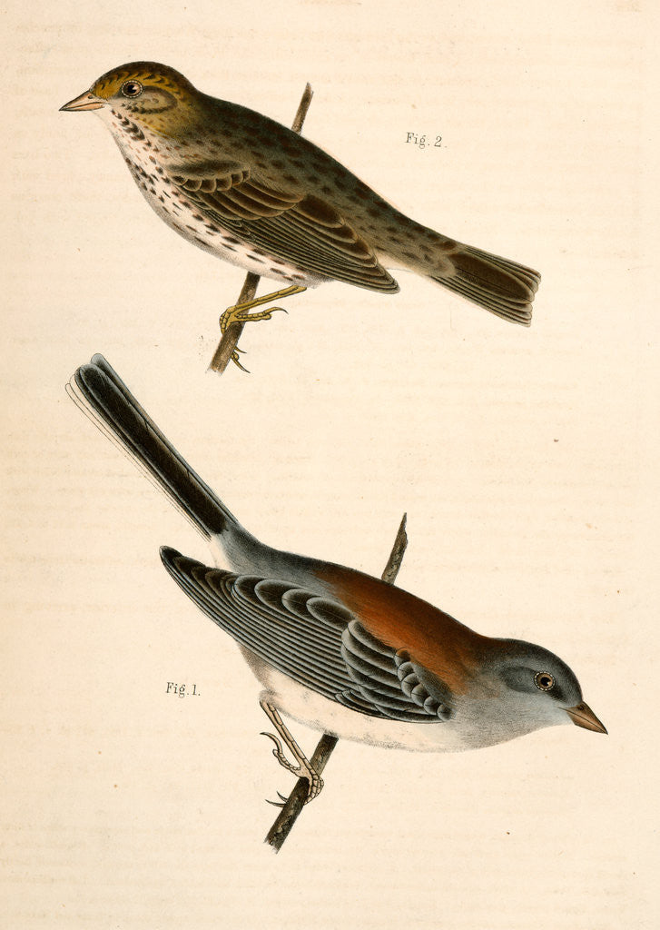 Detail of 1. Junco dorsalis, New Mexican Snow Bird; 2. Passerculus sandwichensis by George Suckley