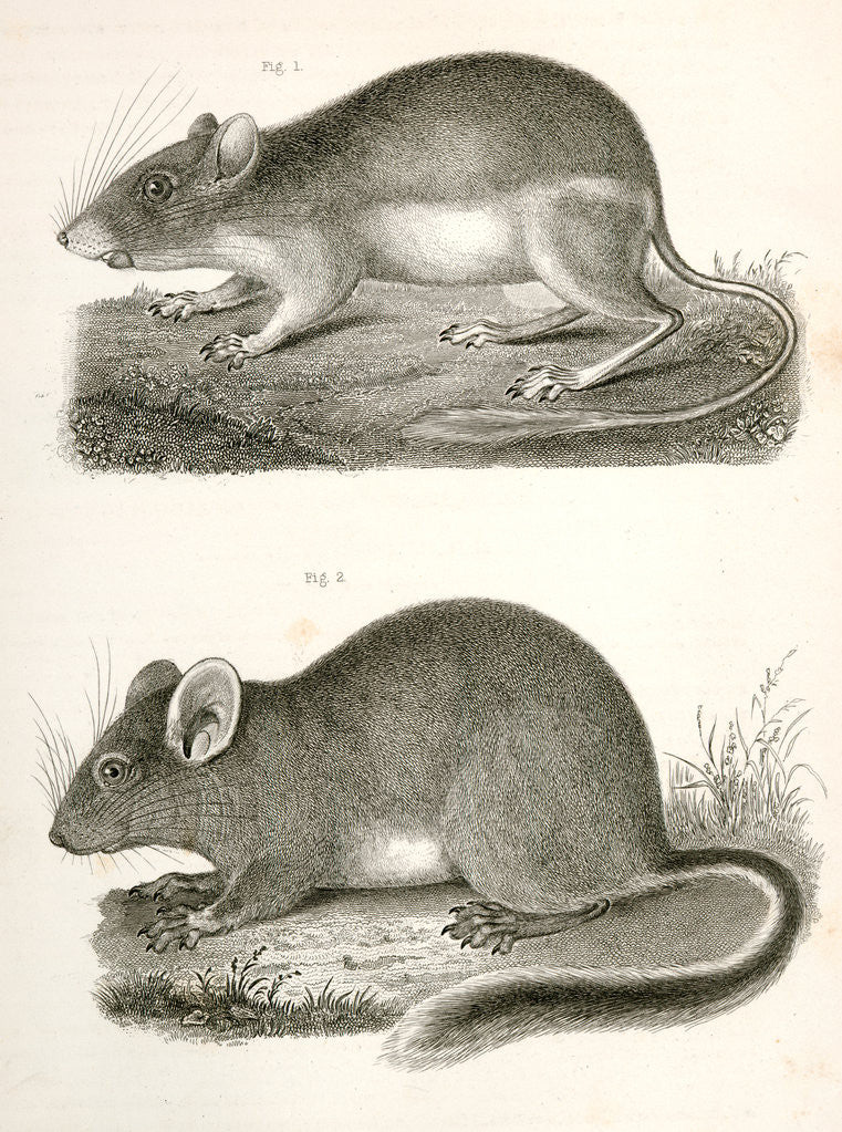 Detail of 1. Dipodomys agilis, Pouched Jumping Mouse (California, Oregon?); 2. Neotoma occidentalis, Bushy Tailed Rat (coast of Washington Territory) by George Suckley