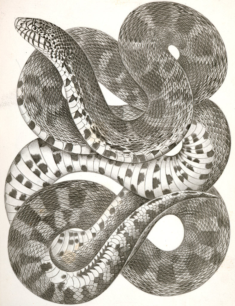Detail of Pituophis sayi, Prairie Bull Snake by George Suckley