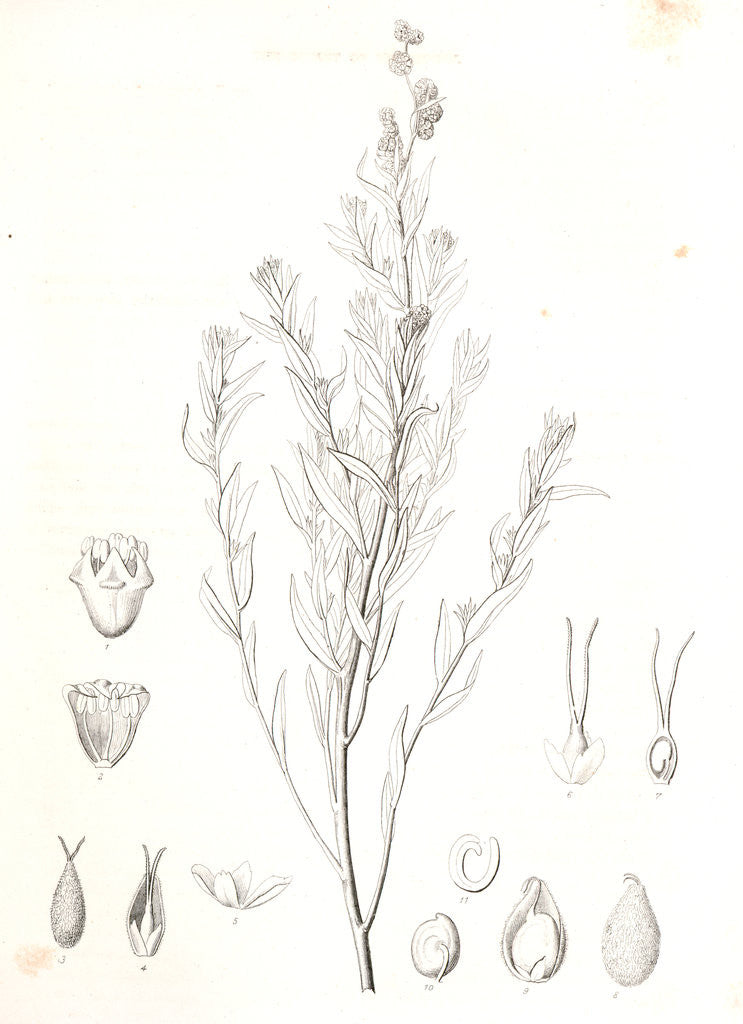 Detail of Untitled by George Suckley