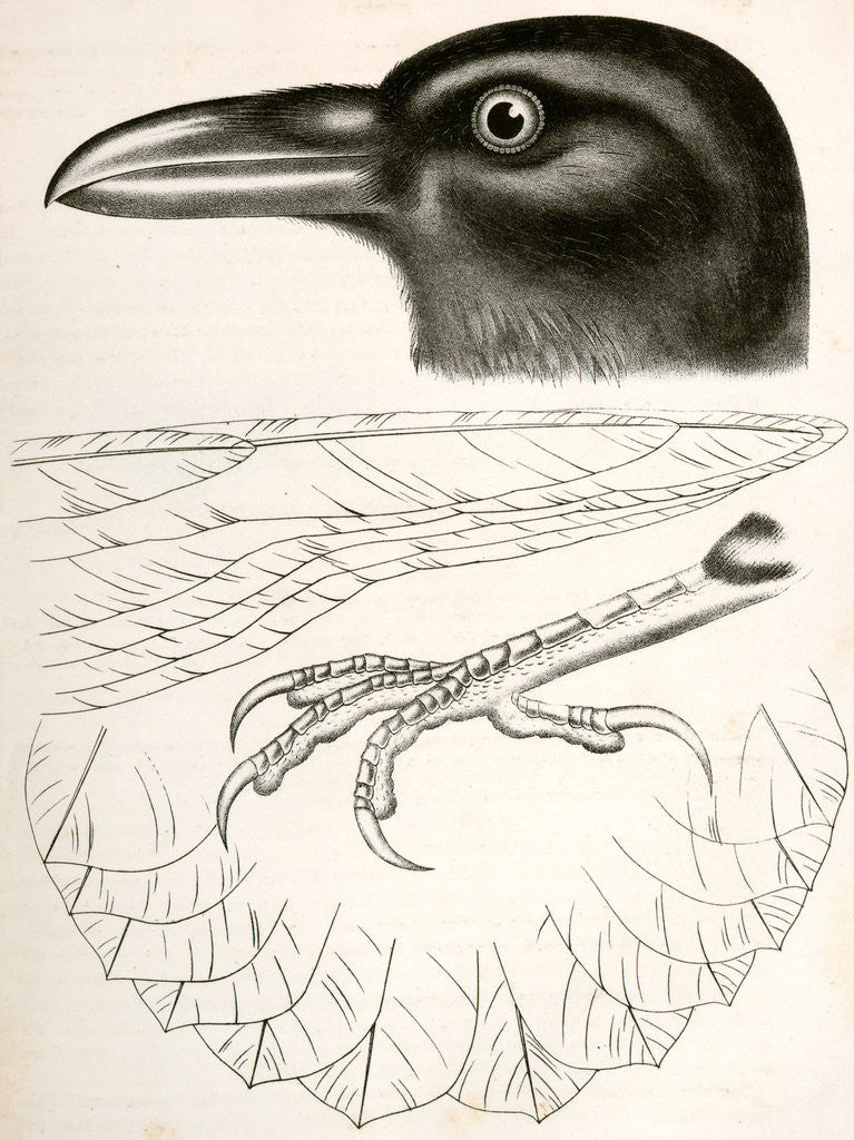 Detail of Corvus carnivorus, Northern Raven by George Suckley
