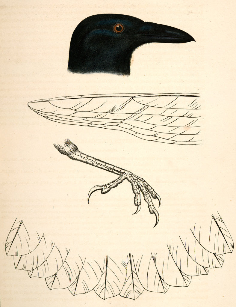 Detail of Corvus caurinus, Northwestern Fishcrow by George Suckley