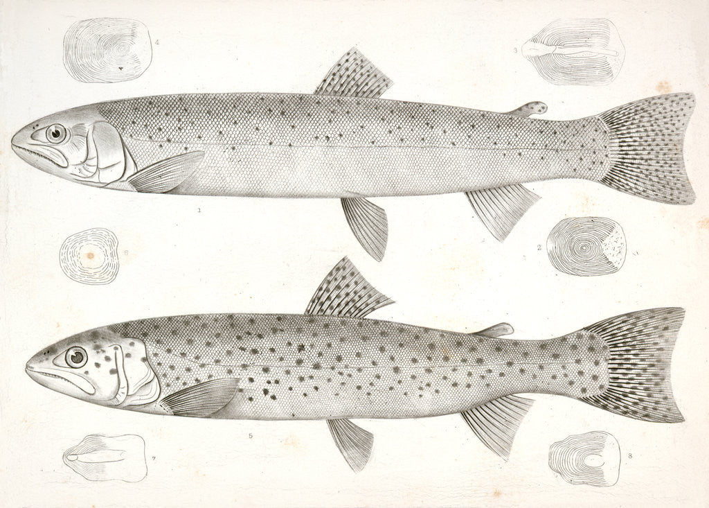 Detail of 1-4. Salmo gibbsii, Gibbs' Salmon Trout; 5-8. Salmo stellatus, Star-spotted Brook Trout by George Suckley