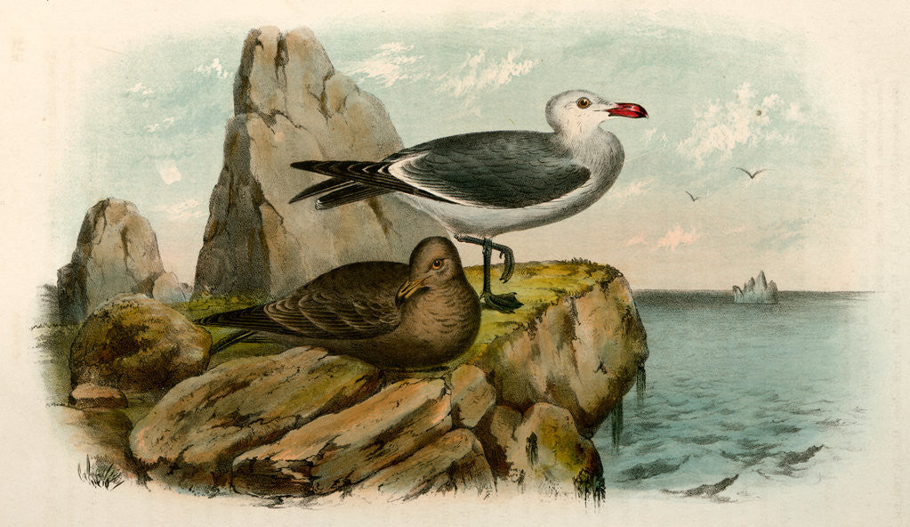 Detail of The White-headed Gull, Larus heermanni by George Suckley