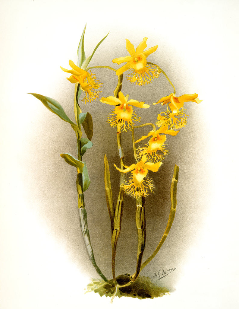 Detail of Dendrobium brymerianum by F. Sander