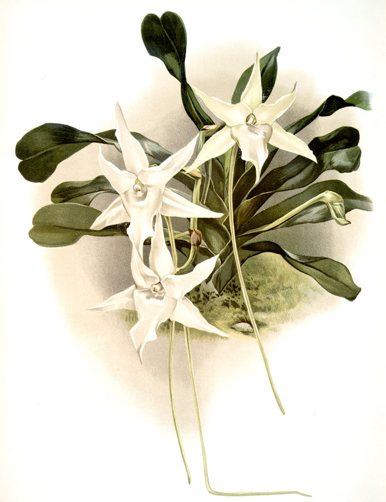 Detail of Aeranthus sesquipedalis by F. Sander