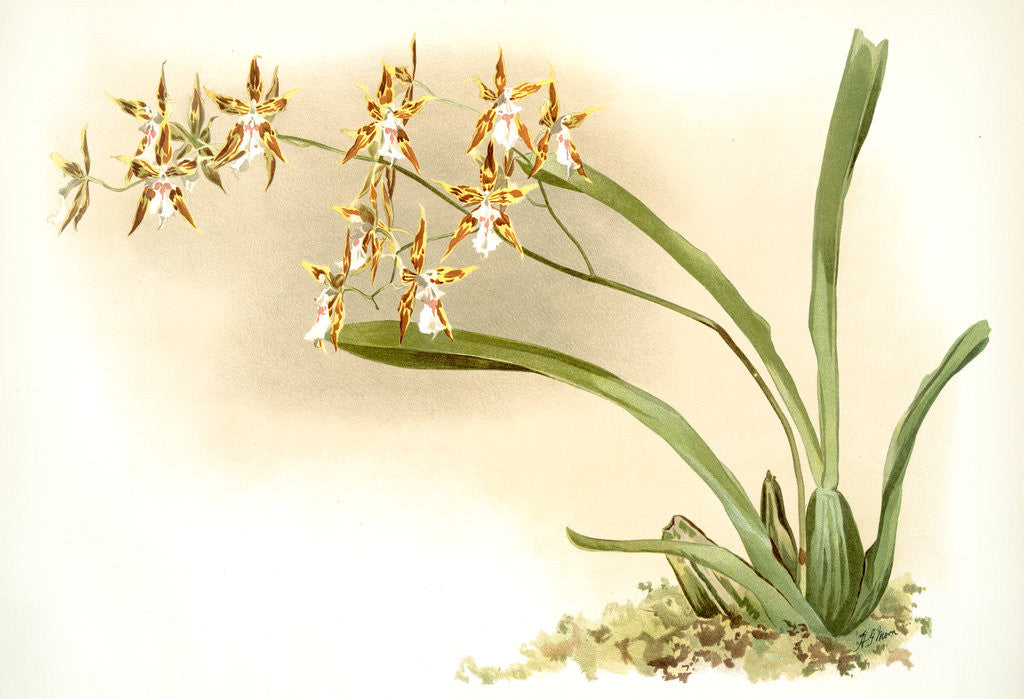 Detail of Odontoglossum sanderianum by F. Sander