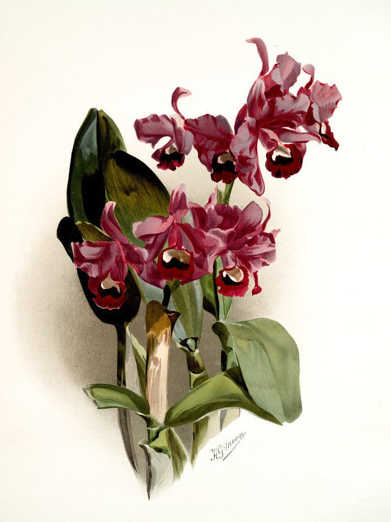 Detail of Cattleya Bowringiana by F. Sander
