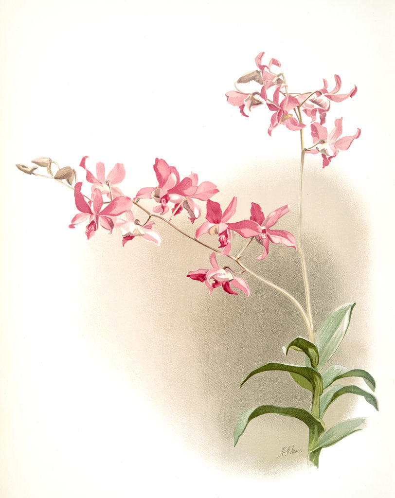 Detail of Dendrobium superbum by F. Sander