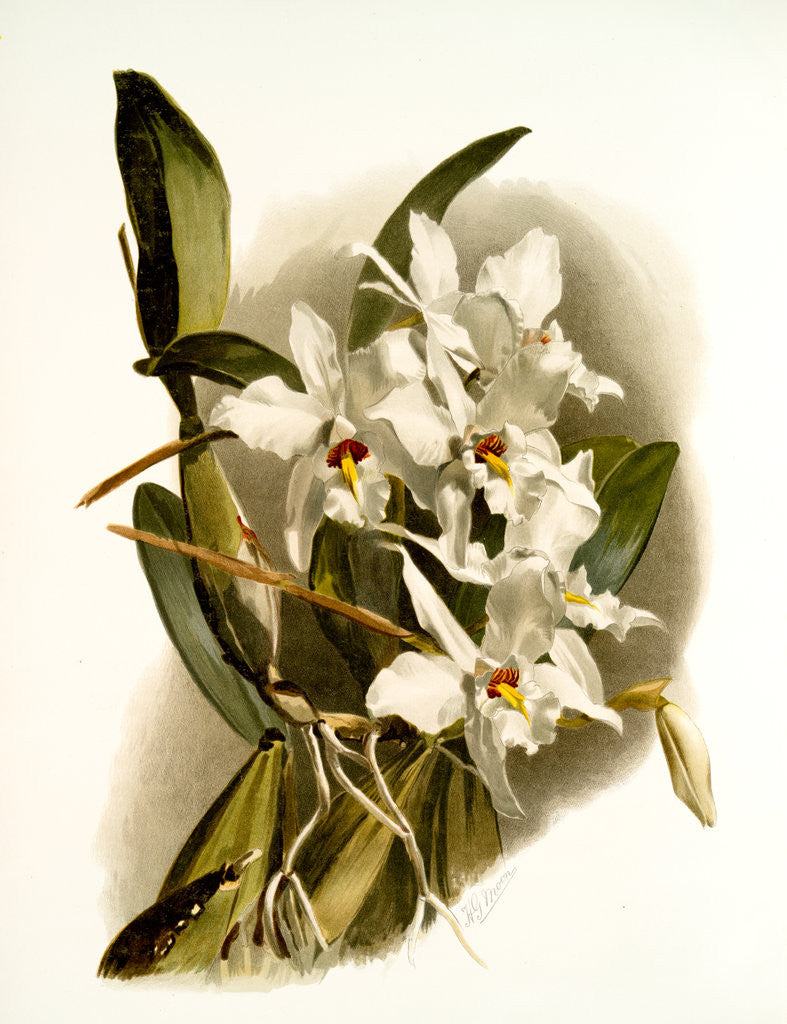 Detail of Laelia anceps schröderiana by F. Sander