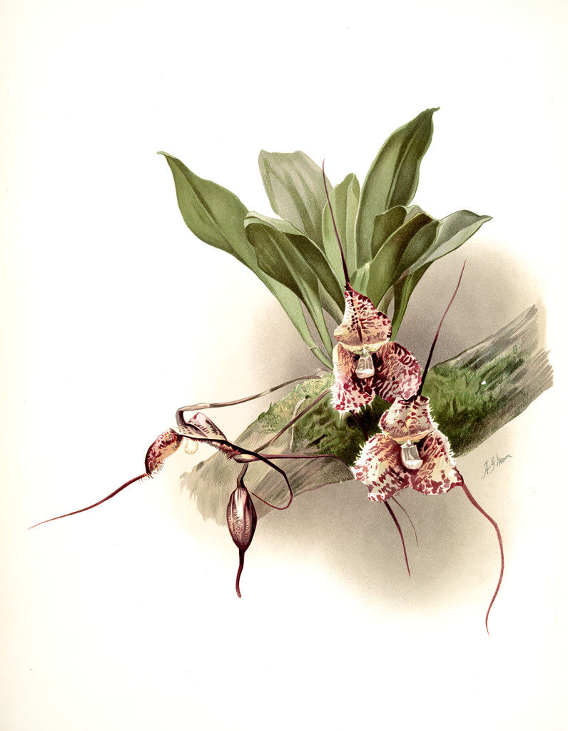 Detail of Masdevallia backhousiana by F. Sander