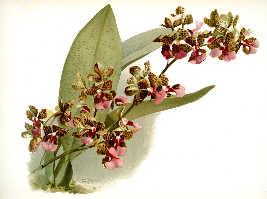 Detail of Oncidium lanceanum by F. Sander
