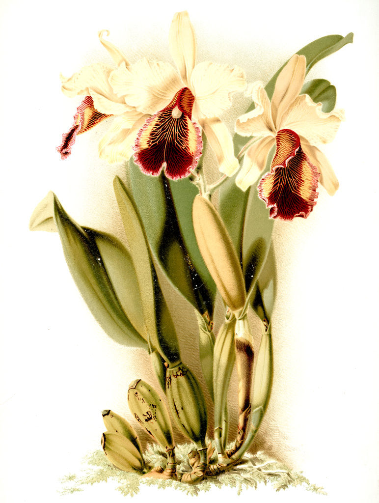 Detail of Cattleya dowiana aurea by F. Sander