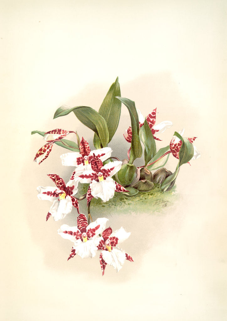 Detail of Odontoglossum rossii by F. Sander