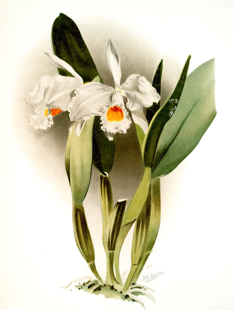 Detail of Cattleya eldorado crocata by F. Sander