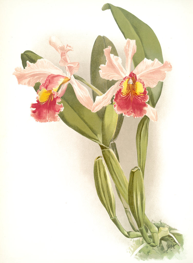 Detail of Cattleya warscewiczii by F. Sander