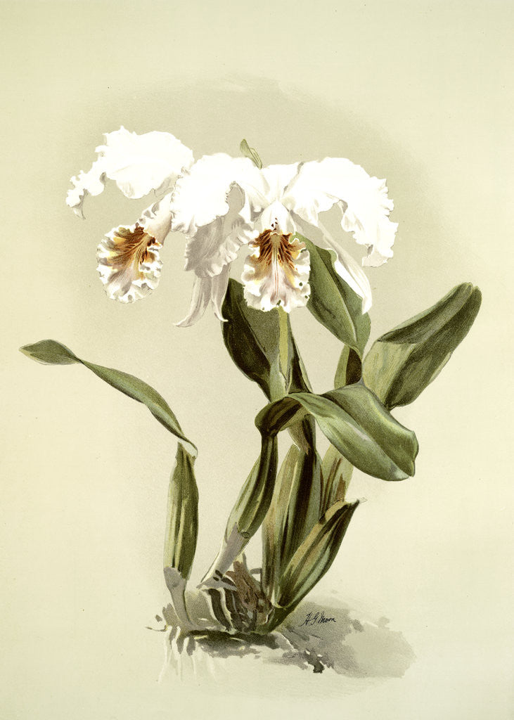 Detail of Cattleya mossiae var reineckiana by F. Sander
