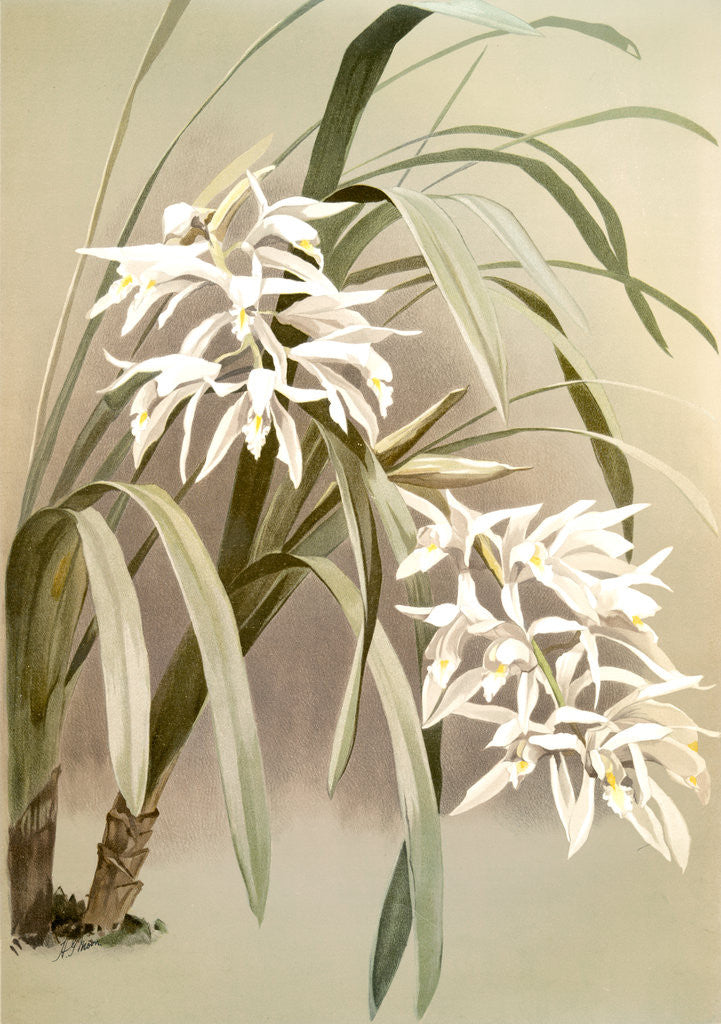 Detail of Cymbidium mastersi by F. Sander