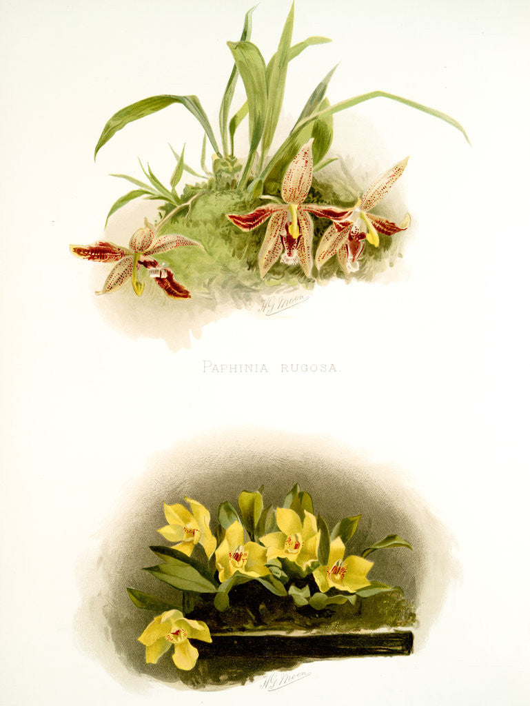 Detail of Paphinia rugosa; Zygopetalum xanthinum by F. Sander