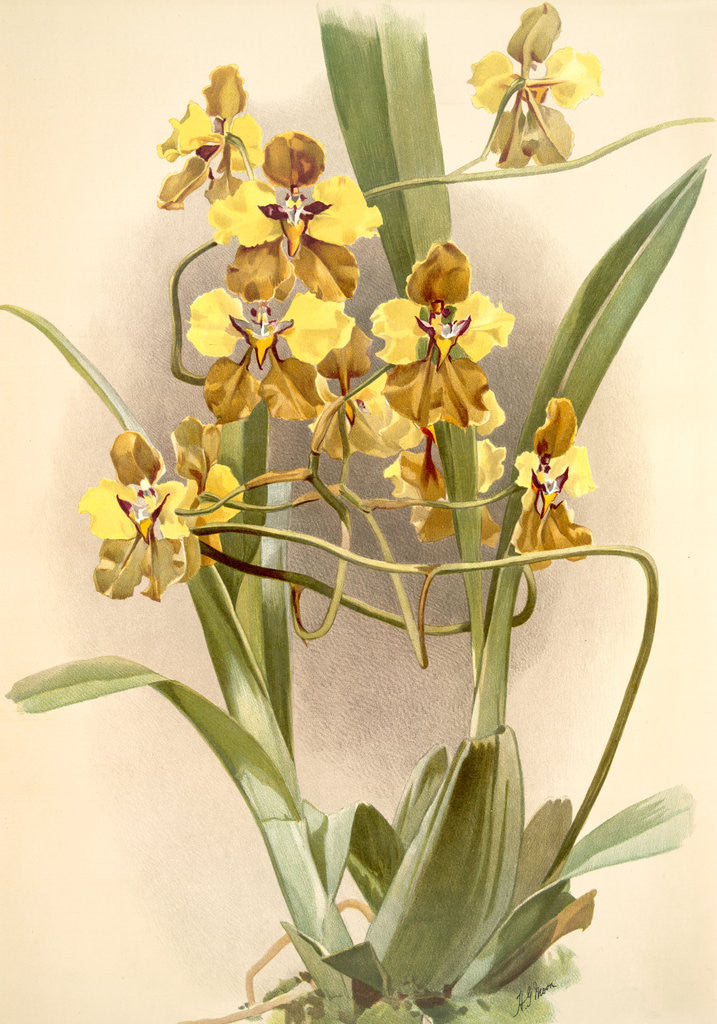 Detail of Oncidium macranthum by F. Sander
