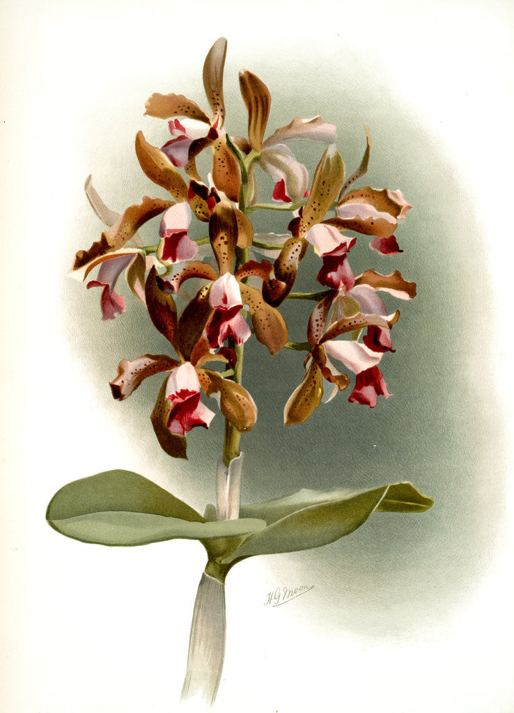 Detail of Cattleya guttata leopoldi by F. Sander
