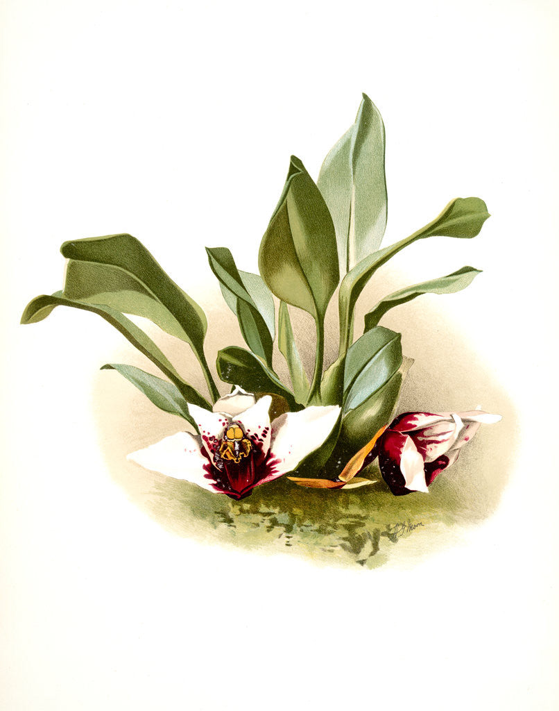 Detail of Maxillaria sanderiana by F. Sander