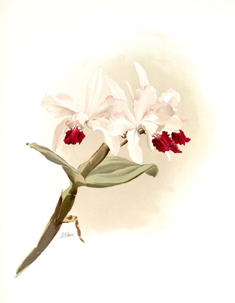 Detail of Laelia hybrida behrensiana by F. Sander