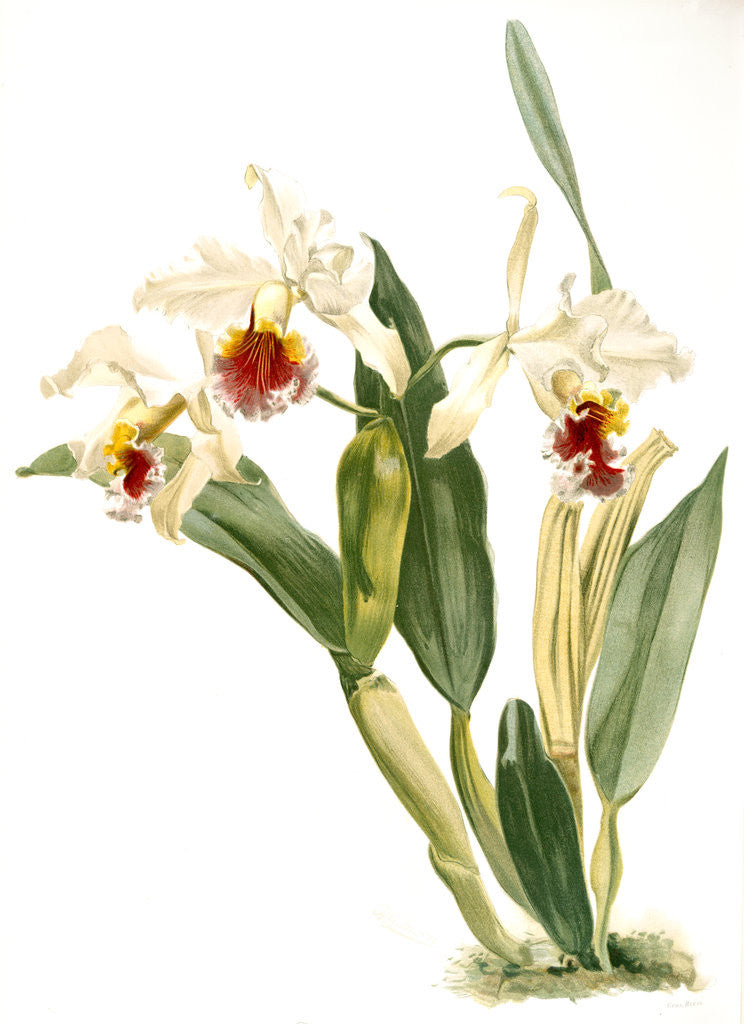 Detail of Cattleya rex by F. Sander