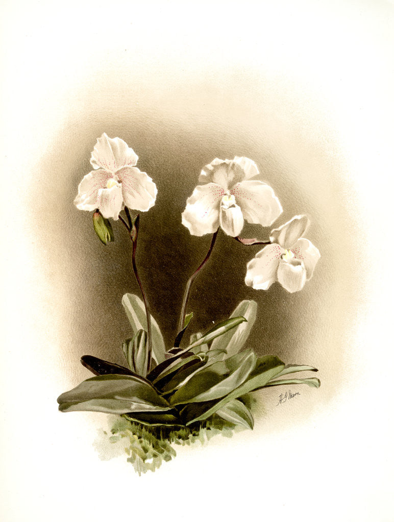 Detail of Cypripedium niveum by F. Sander