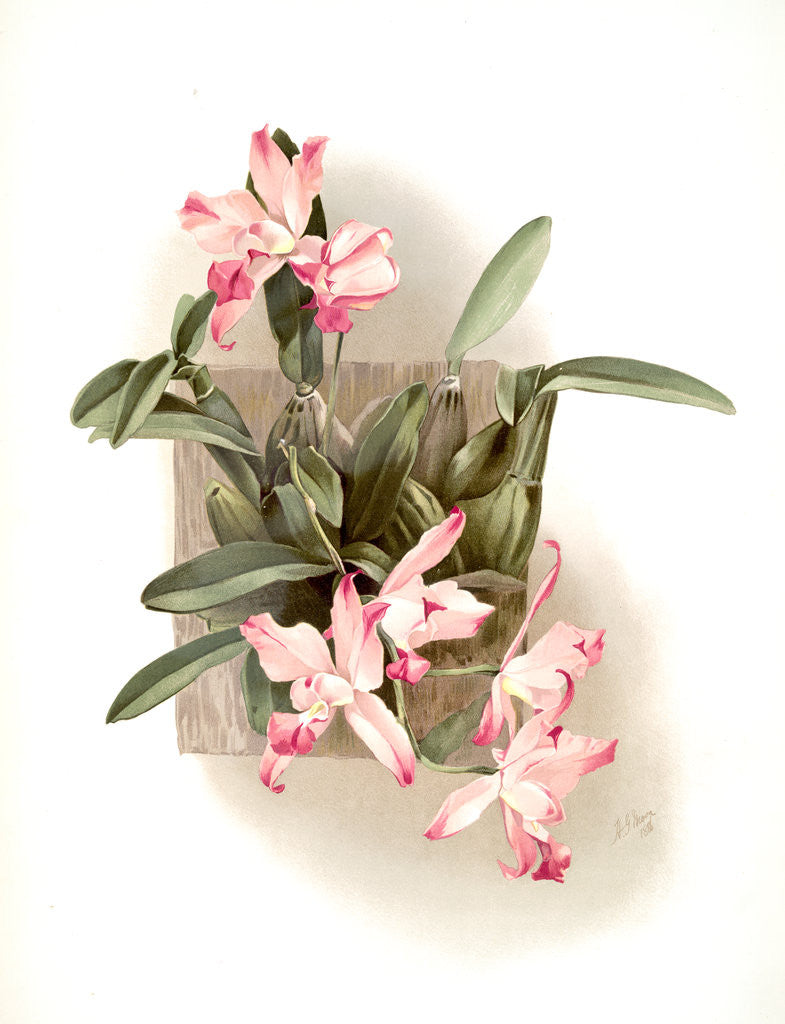 Detail of Laelia autumnalis xanthotropis by F. Sander