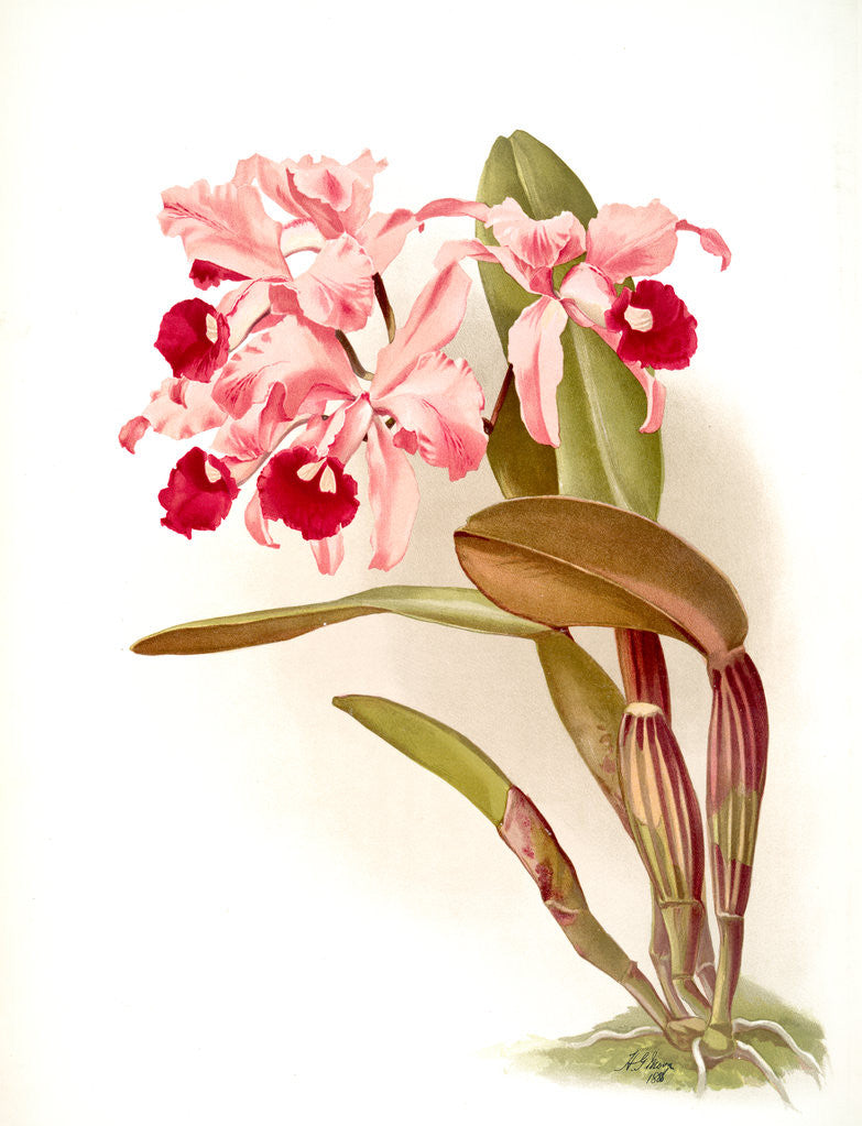 Detail of Cattleya lawrenceana by F. Sander