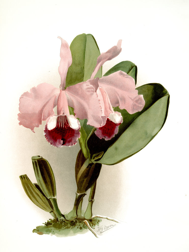 Detail of Cattleya labiata warneri by F. Sander