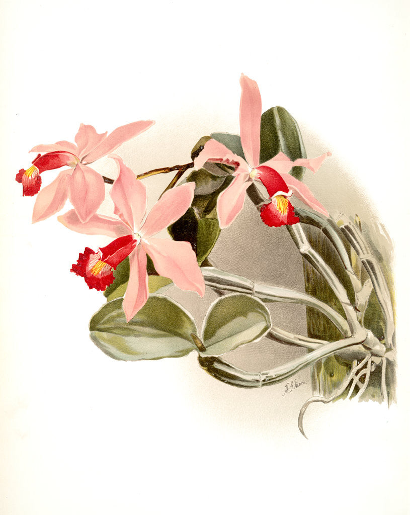 Detail of Cattleya superba splendens by F. Sander