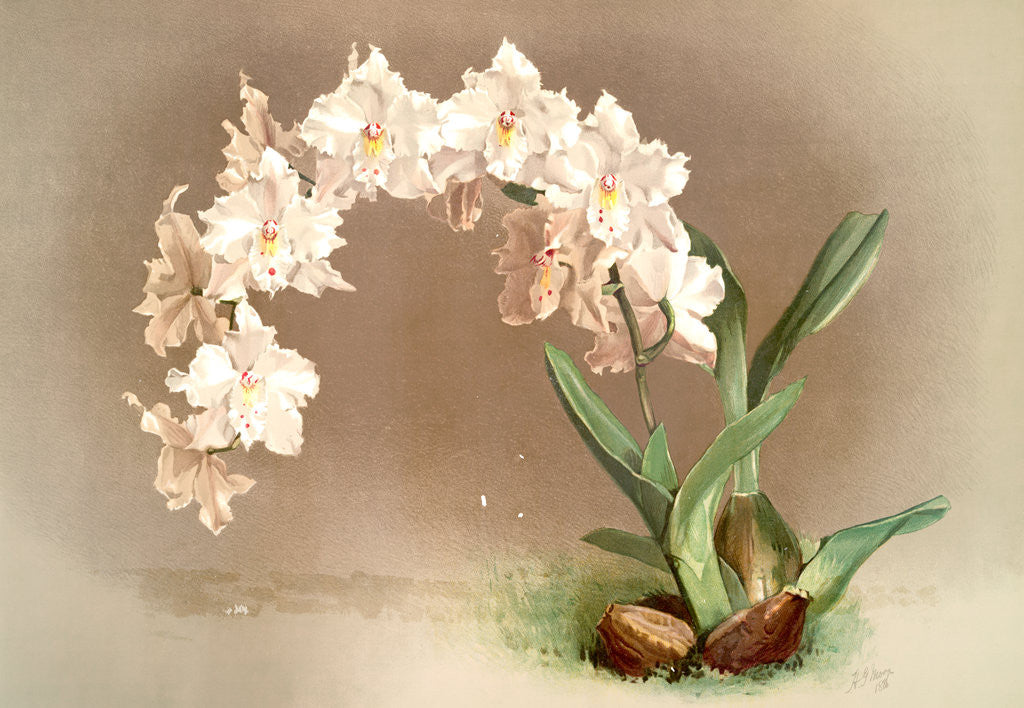 Detail of Odontoglossum crispum by F. Sander