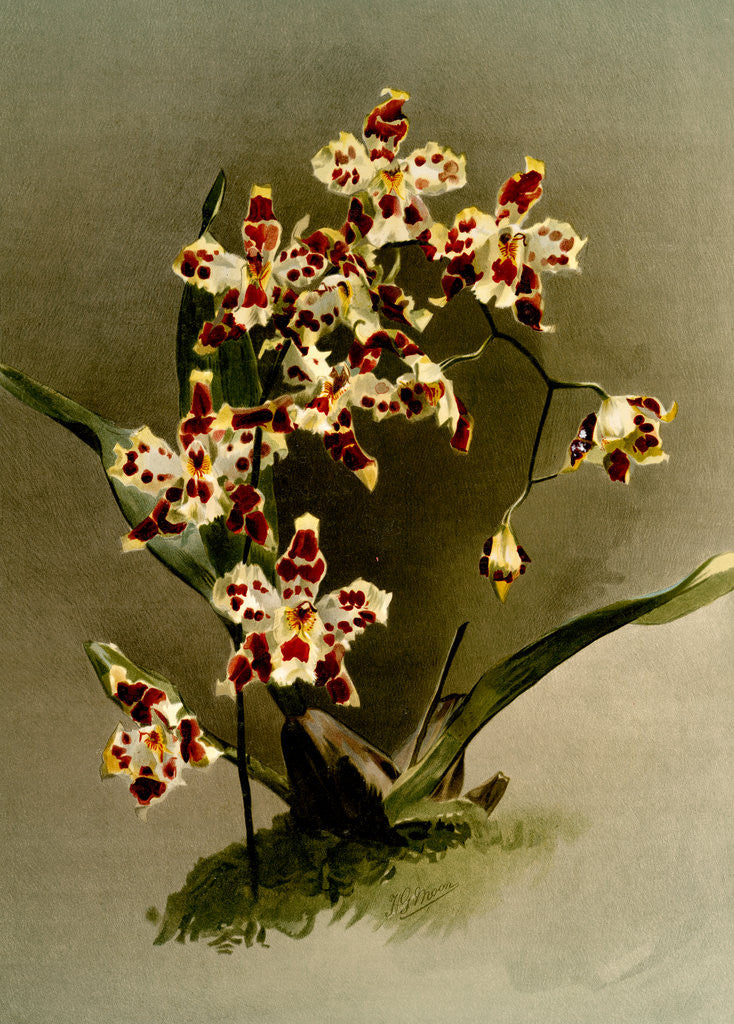 Detail of Odontoglossum wilckeanum var rothschildianum by F. Sander