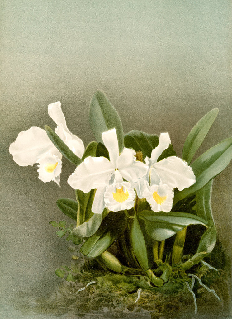 Detail of Cattleya trianae alba by F. Sander
