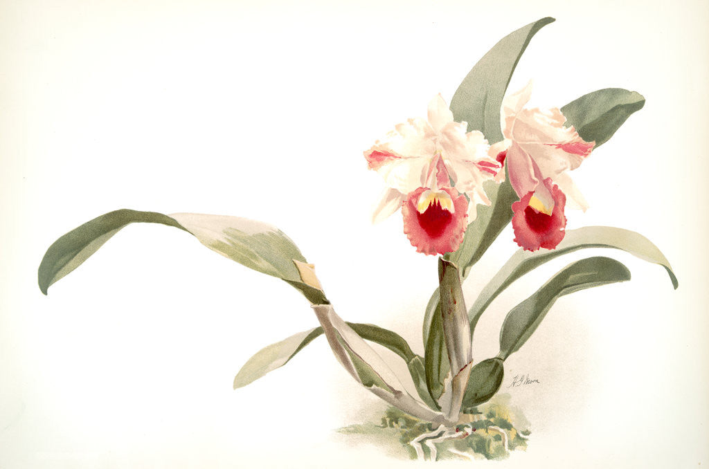 Detail of Cattleya labiata trianaei by F. Sander