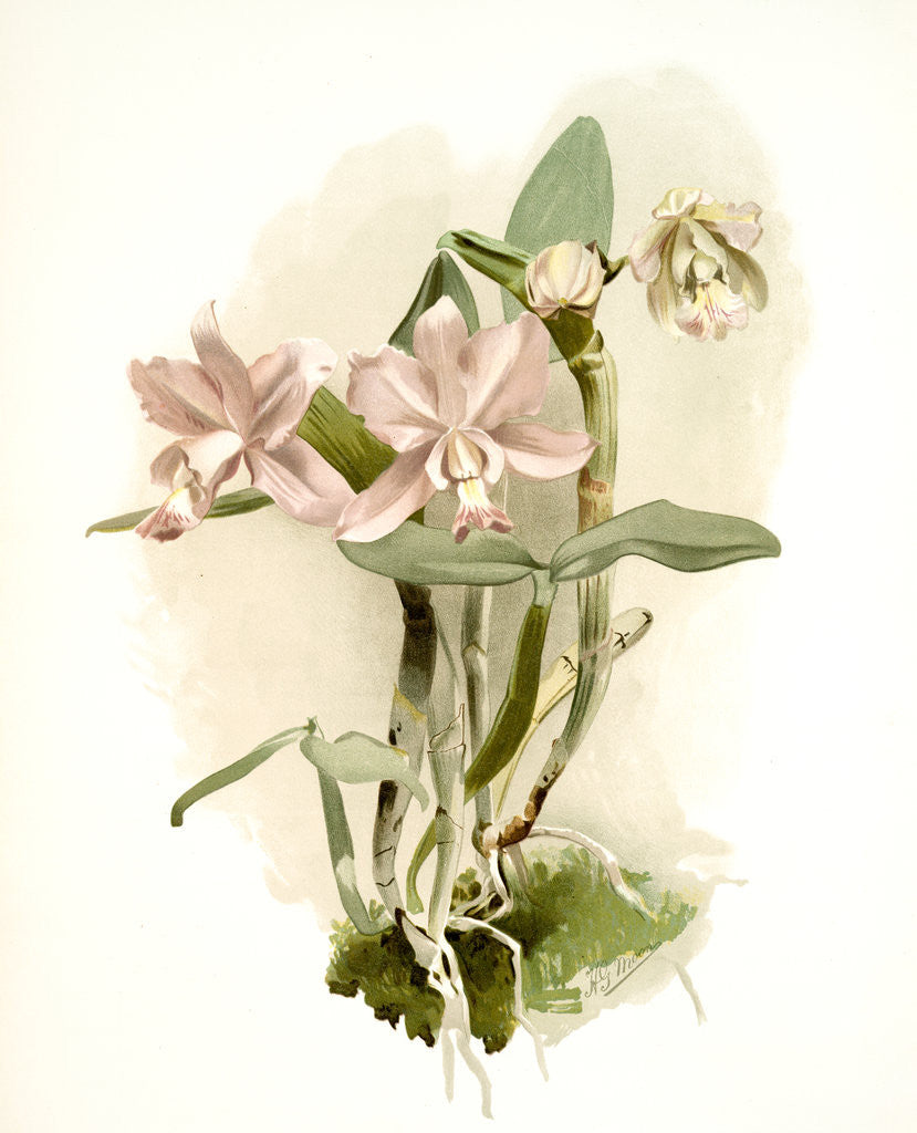 Detail of Cattleya o'brieniana by F. Sander