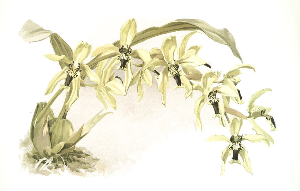 Detail of Coelogyne pandurata by F. Sander